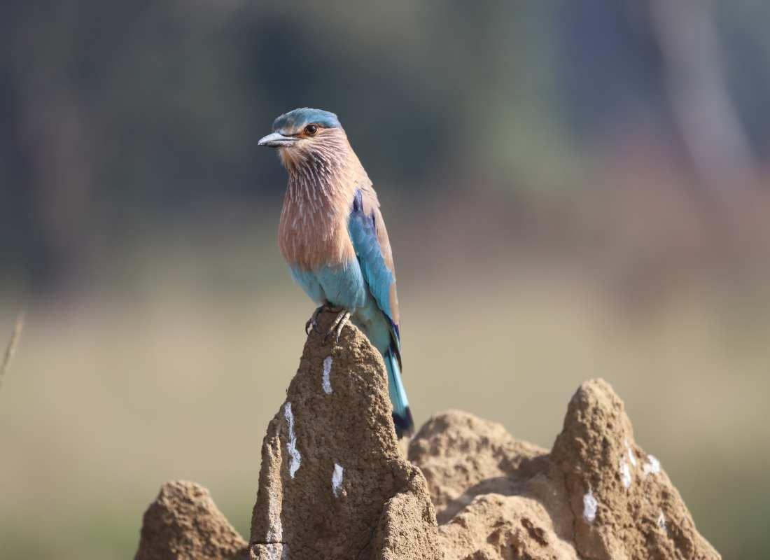 India előadás - Tigris és nagyvad szafari program