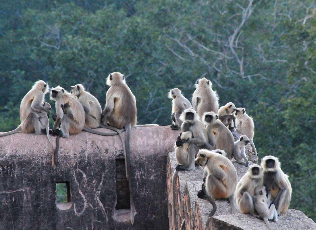 India előadás - Tigris és nagyvad szafari program