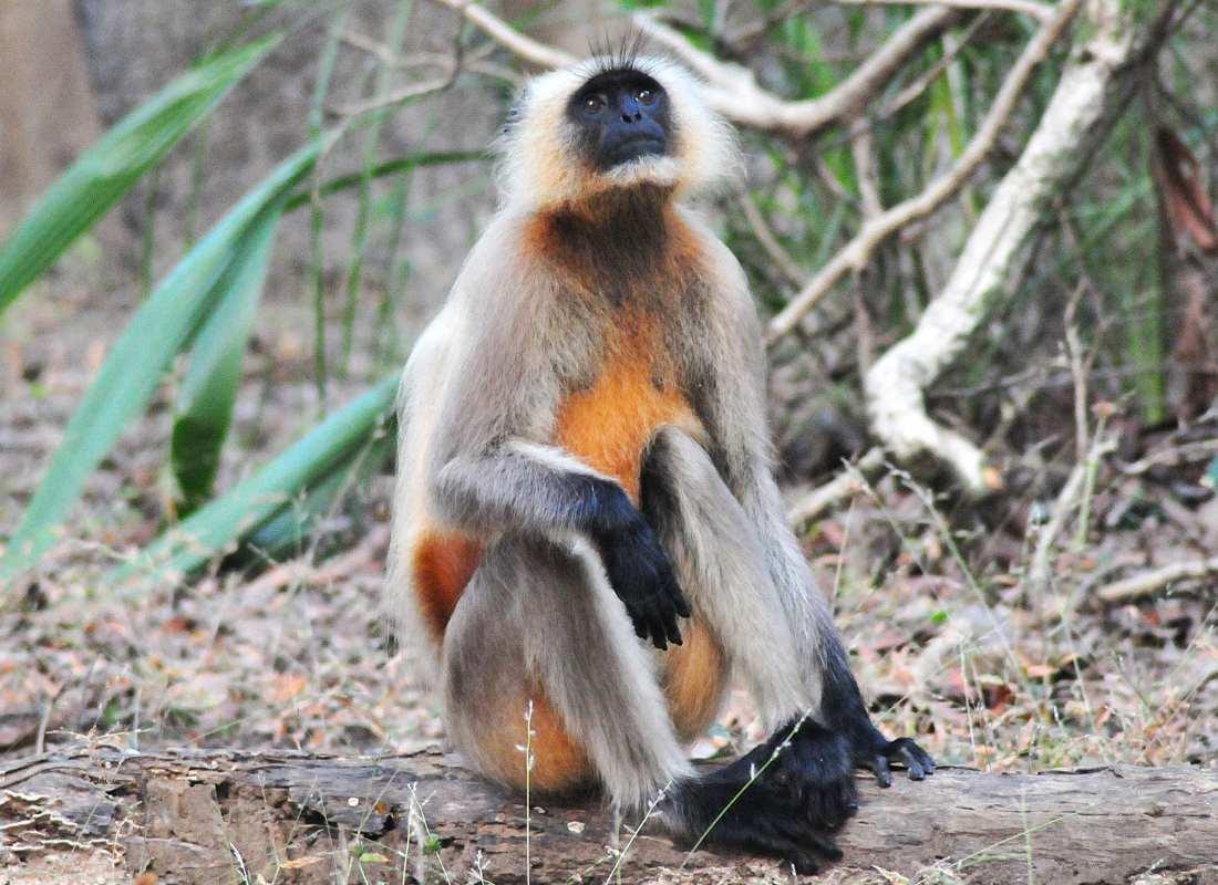 India előadás - Tigris és nagyvad szafari program