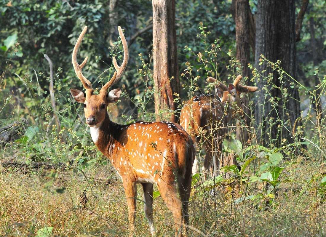India előadás - Tigris és nagyvad szafari program