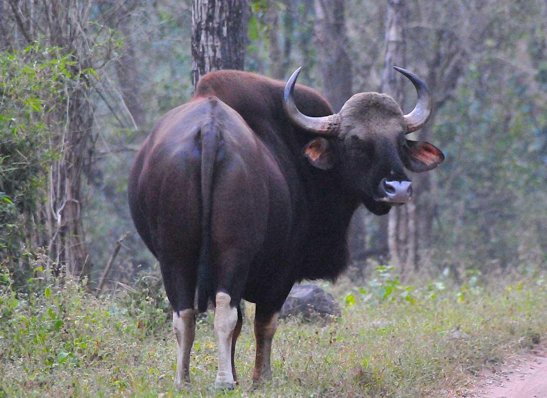 India előadás - Tigris és nagyvad szafari program