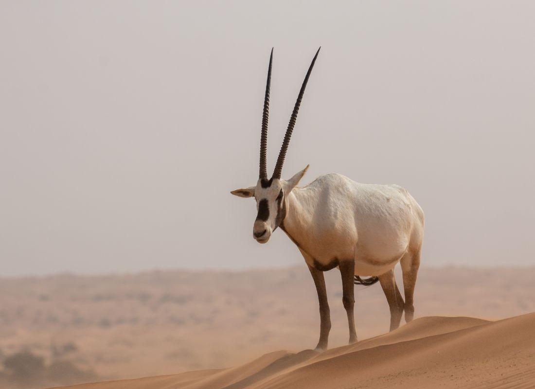 Katar - Oryx