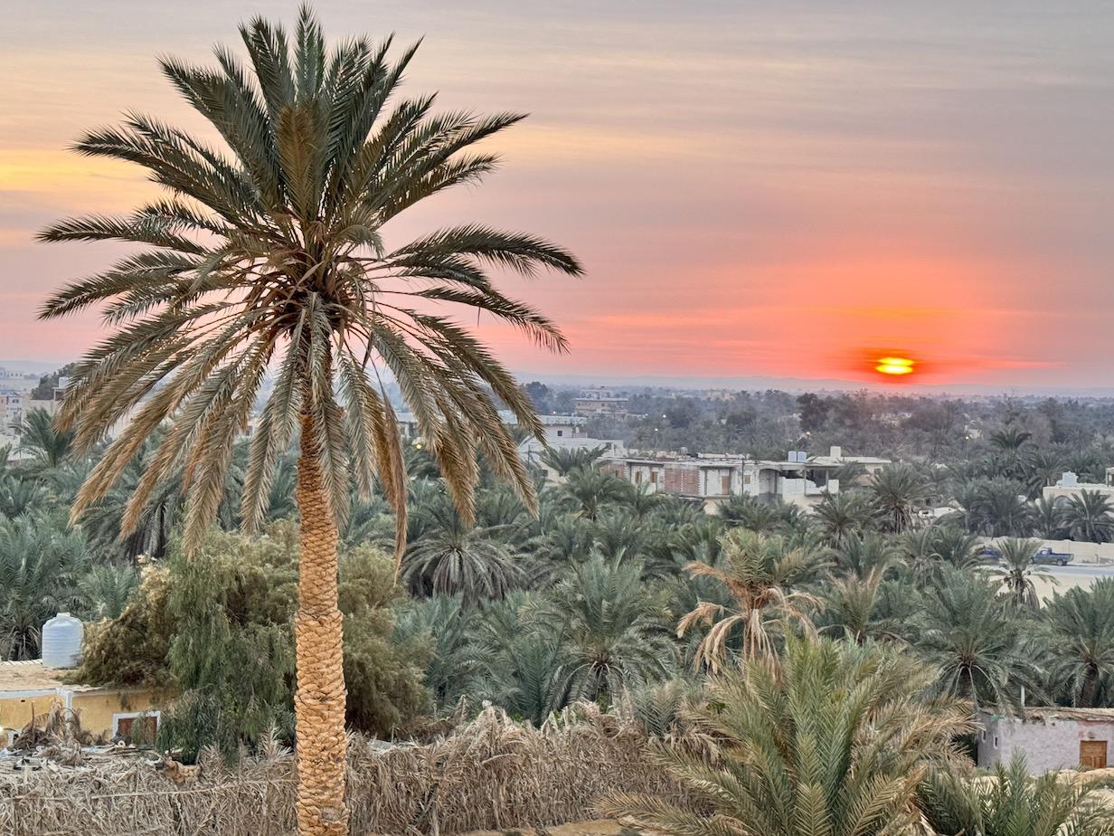 Naplemente, oázis, datolyaliget