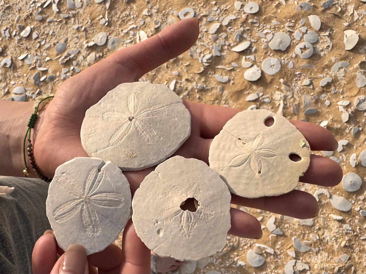 Egyiptom, Siwa-oázis, ősi tengeri sünök maradványai a Szaharában.