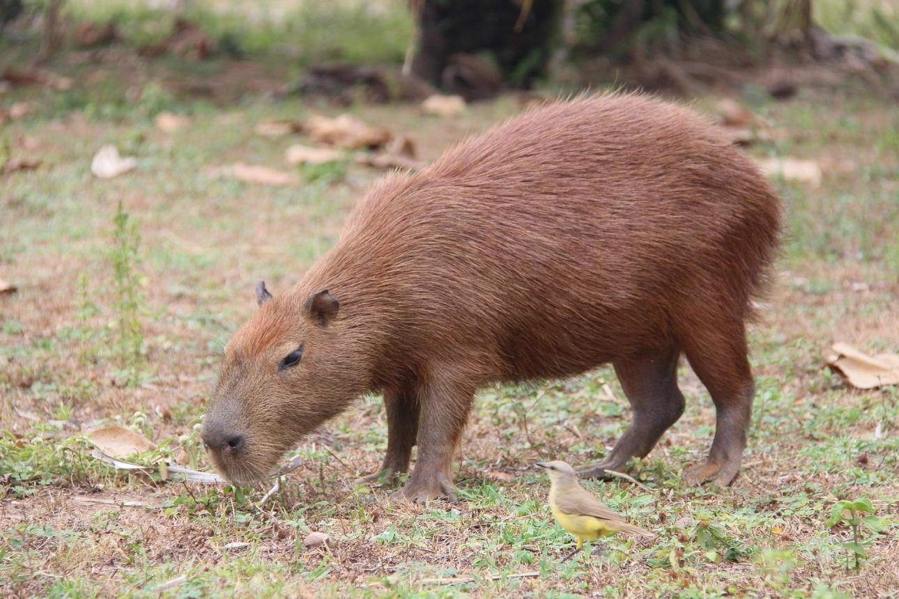 Brazília vadvilága - Pantanal, capybara