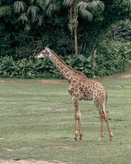 Ruanda - Privát prémium szafari az ezer domb országában