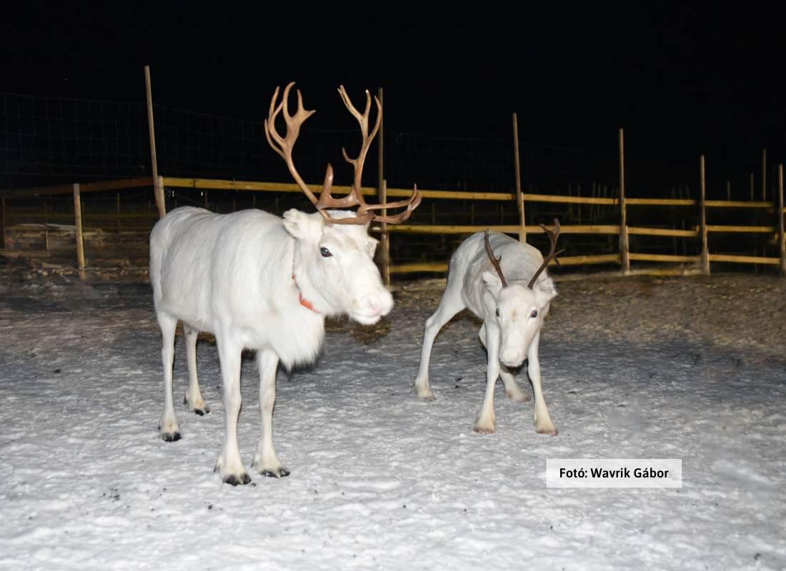 Norvégia, rénszarvas