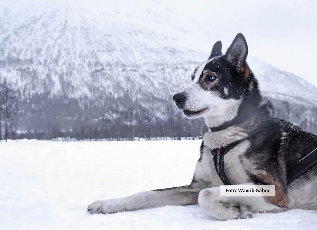 Norvégia, szánhúzó kutya