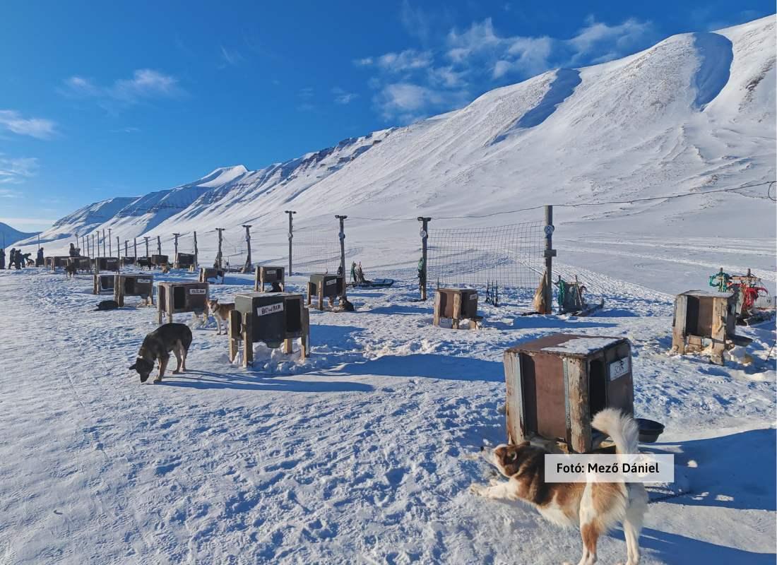 Spitzbergák, szánhúzó kutyák