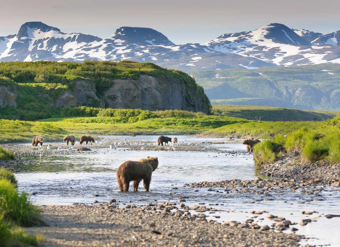 Alaszka, medve