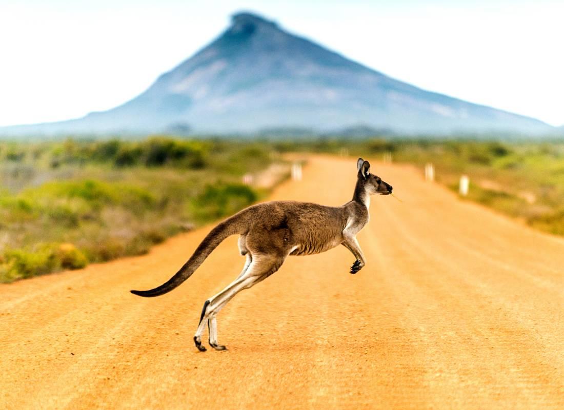 Ausztrália, kenguru