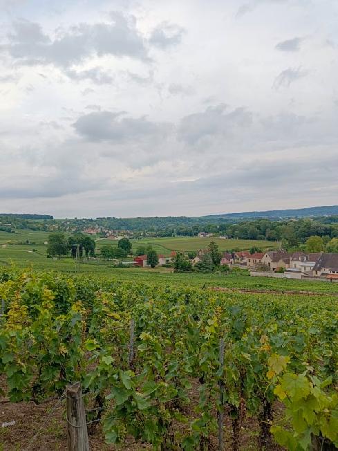 Franciaország, szőlőültetvény