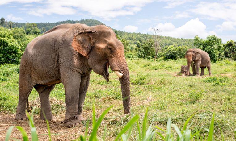 Thaiföld, elefánttábor