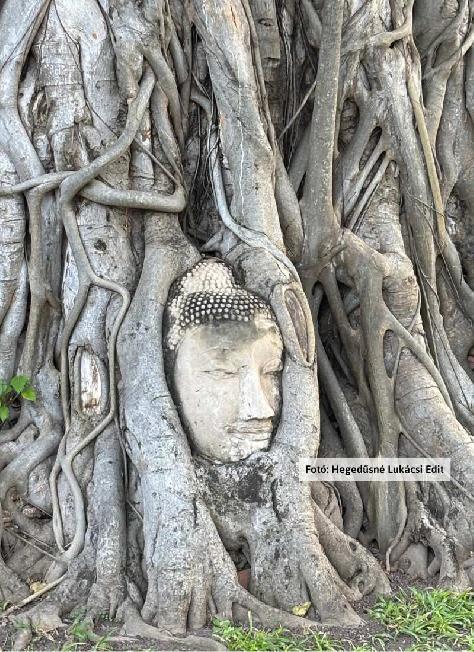Thaiföld, Ayutthaya, Buddha-fej