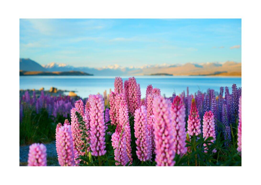 Új-Zéland, Tekapo-tó