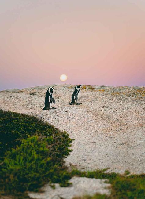 Dél-Afrika, Boulders Beach