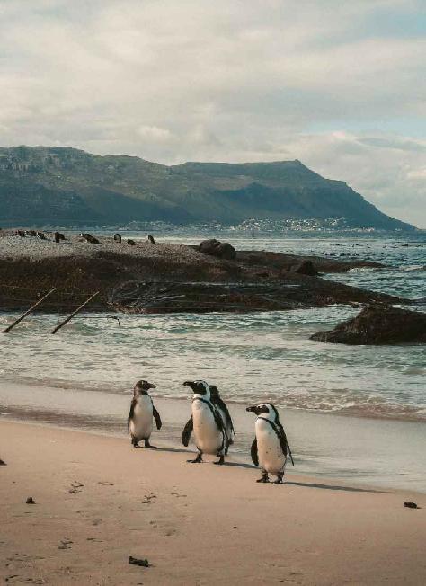 Dél-Afrika, Boulders Beach