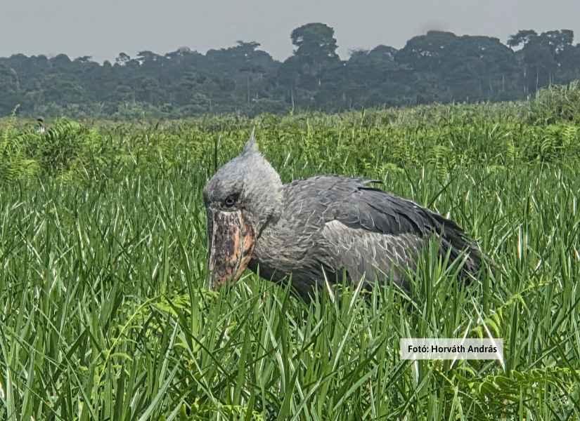 Uganda varázsa - Csimpánzok és hegyi gorillák világa
