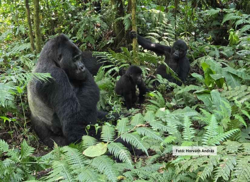 Uganda varázsa - Csimpánzok és hegyi gorillák világa