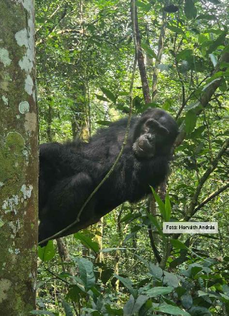 Uganda varázsa - Csimpánzok és hegyi gorillák világa