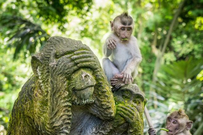 Ubud, Majomerdő