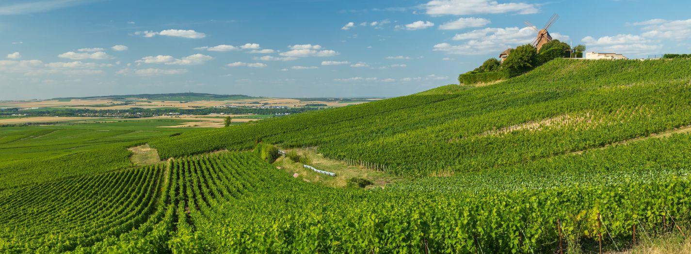 Champagne szőlő