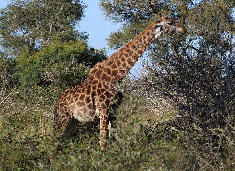 Dél-Afrika,