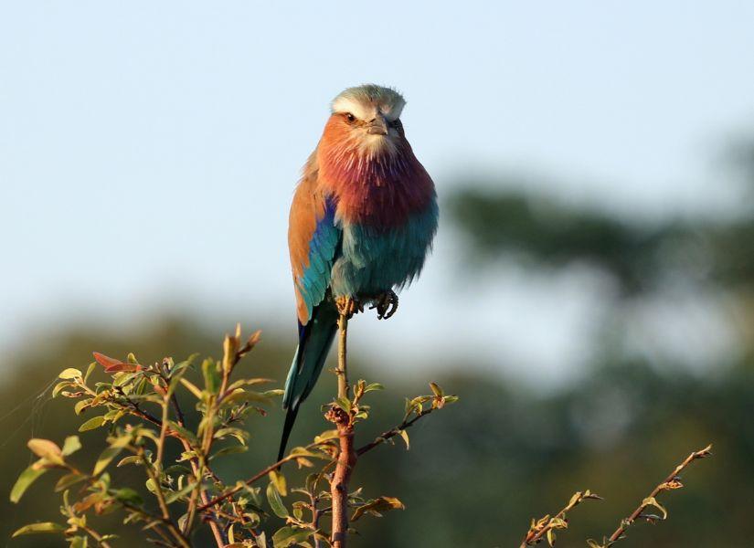 Dél-Afrika, Krüger Nemzeti Park