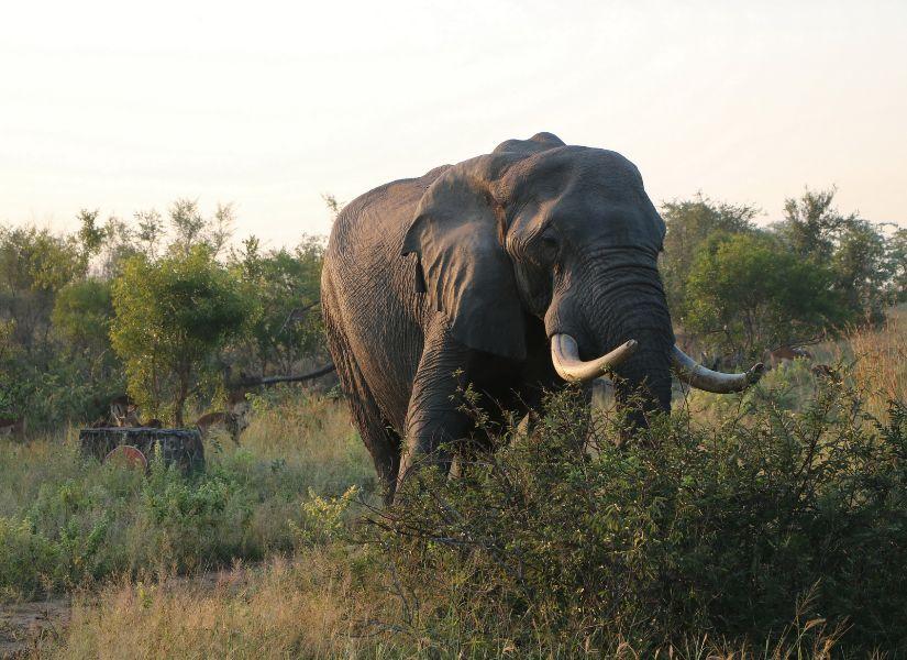 Dél-Afrika, Krüger Nemzeti Park