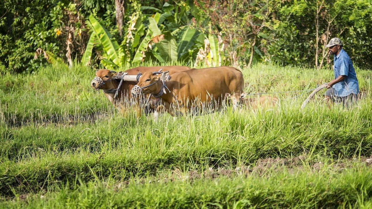 Indonézia, Bali, életkép