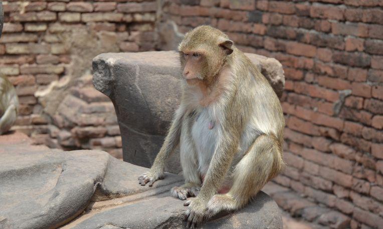 Thaiföld, Lopburi