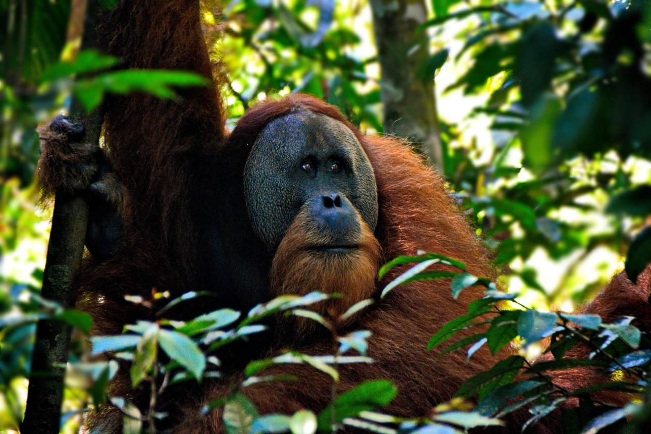 Indonézia - Szumátra, orangután